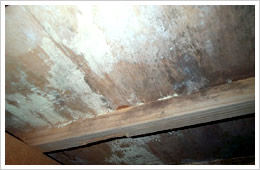 住宅調査個所/床合板、根太が腐朽